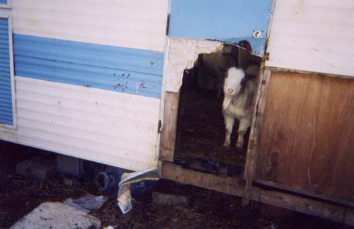 goat eat the door